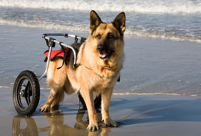 If your Vet says that your dog is a good candidate for a CART or a WAGON, why not give it a try? The possibilities for EXTENDING A HIGH QUALITY OF LIFE for your dog are well worth exploring.


(NOTE: All information on this web site is personal opinion only, and not to be relied on as professional advice.)  
