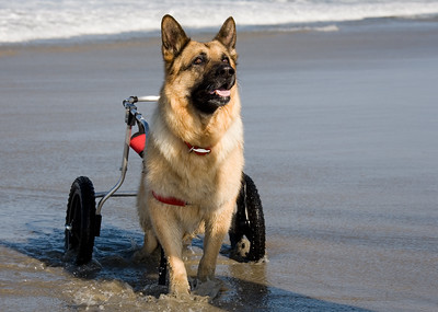 Any cart must be WELL FITTED  to your dog. It should be lightweight, well designed and sturdy.