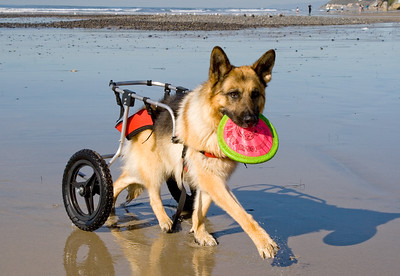 Carts can provide comfortable mobility in a variety of terrains.

You will find that there are a variety of carts. Some have four wheels that will support the entire weight of the dog. Take time to research which design will work best for you and your dog.
